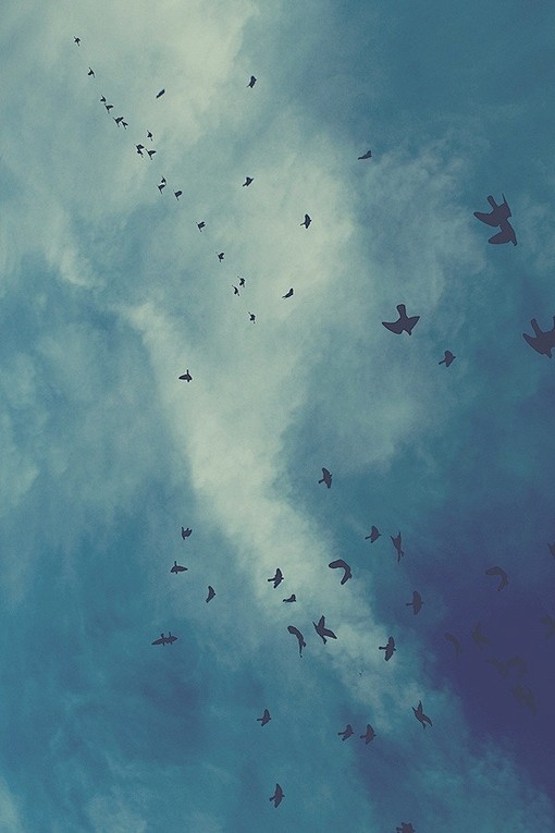 天空没有记忆、Sky、天空、飞鸟
