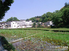 Evendane采集到旅游,美丽的乡村--婺源, 