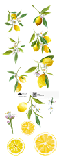 [美工云]Lemons手绘水彩柠檬花卉矢量元素下载_PNG：
