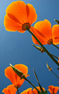 Orange poppies, Spring 2013: Palazzo