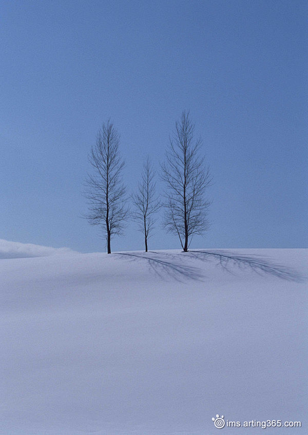 雪地树木 #采集大赛#