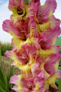 gladiola | Flowers ~ Gladiolas | Pinterest