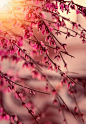 惊艳 多张美丽的花卉摄影作品【摄影：Tori Licious】_摄影频道_新华网