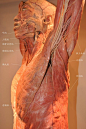 [转载]对美术人员非常有帮助的人体解剖标本和图示（陆续更新）