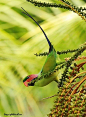 Long-tailed Parakeet, Jack Tuen