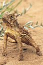 蜥蜴目·美洲鬣蜥科·角蜥属：德克萨斯角蜥