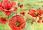 Coquelicots