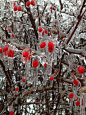 浆果, 冰, 冬天, 芽, 红色, 雪, 树, 分支机构, 冷, 十二月