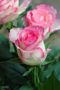 ~~Roses by venkane~~ | Beautiful ✿ World