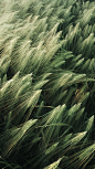 Green Wheat Field