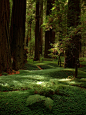 森林地板，红木，加州 