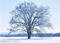 树林树木-雪地里风雪中的大树被包裹着雪花高清桌面图片素材