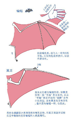 RudyWang采集到動物研究