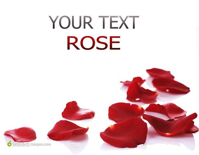 玫瑰花瓣背景图片 - 素材公社