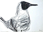 Jason Gathorne-Hardy suffolk artist - bird drawings & sketches   #Suffolk #England #UK: 