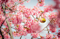 Mejiro and the cherry blossom by Yuttakon Yuttakonkit - Photo 64775017 - 500px
