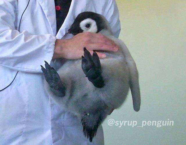 上野动物园里正在称重的一只胖嘟嘟的企鹅崽...