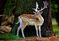 Rudolf Pic By Necip Perver - Pixdaus