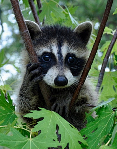 雄性滅亡采集到動物类