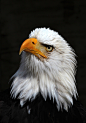 Bald Eagle 01b by s-kmp on deviantART