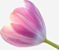 春天绿色粉色紫色郁金香花高清素材 春天 粉色 紫色 绿色 郁金香花 免抠png 设计图片 免费下载
