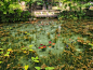 日本岐阜县的根道神社附近，有一个很有名的池塘，池内种满了莲，养了锦鲤，池水非常清澈，尤其在阳光照射下，完全是透明的。当睡莲绽放时，完全就是莫奈笔下的画面。因此一般称之为“莫奈的睡莲池”。