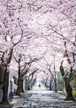 Photograph Sakura tunnel by Yu_Kodama on 500px