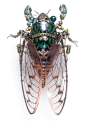 日本造型艺术家宇田川誉仁的首本制作技法书！详解机械昆虫的创作技巧，带你领略另类艺术的魅力世界！