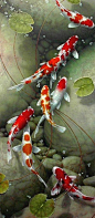 koi