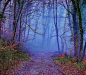 Let's go ! | Flickr  爱丽丝梦游记么，迷蒙，和迷雾之美。。。。