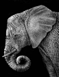 An Elephant Art Collection- I could do this with zentangles                                                                                                                                                                                 More