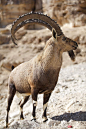 偶蹄目·反刍亚目·牛科·羊亚科：努比亚羱羊