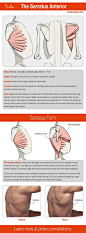 A detailed look at the serratus anterior. Learn more about the other shoulder muscles and how to draw them by visiting proko.com.