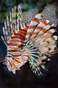 The fish that roared by Stinkersmell, via Flickr   Lionfish