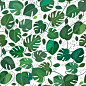 monstera, pattern : monstera pattern