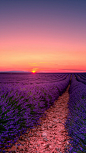 陪你去看繁花世界，紫色的熏衣草田