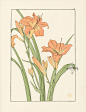 Foord Pochoir Flower Studies 1901