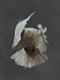 Dove, Leesha Hannigan : A study of a dove