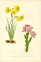 左上是洋水仙或者叫黄水仙，漂亮但有毒。北欧野生，春天开花，喜欢水。右下是欧石楠。