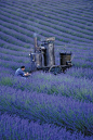 Olivier Baussan Distilling Lavender by LOccitane en Provence, via Flickr