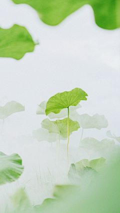 朱九三采集到植物素材