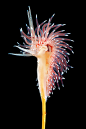 Coryphella polaris