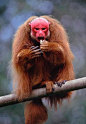赤秃猴（red Uakari）。这种猿拥有令人震惊的红脑袋，因此南美洲的人给它起了个有趣的绰号“英国猴”，这是为了纪念第一批前往它们的国土，被太阳晒的满脸通红的英国人。在巴西、秘鲁和哥伦比亚森林深处都能找到赤秃猴。