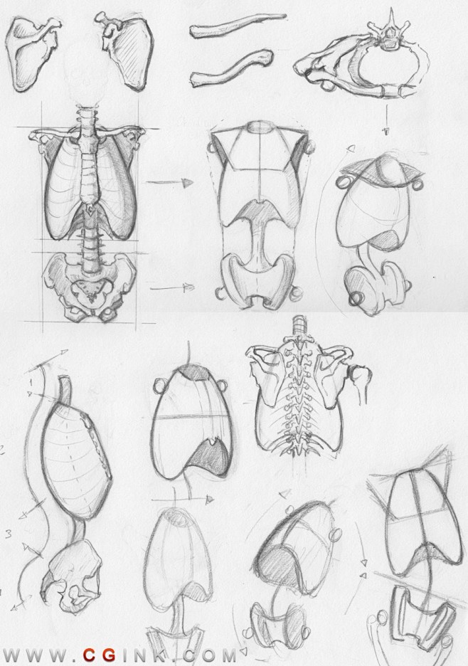 random_anatomy_sketc...