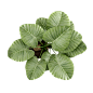 植物PNG