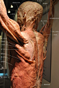 [转载]对美术人员非常有帮助的人体解剖标本和图示（陆续更新）