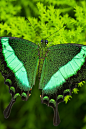 ~~emerald swallowtail butterfly by David Muse~~