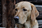 dog-labrador-head-close-4083cab4c10fb2367bfffb54e3c5c2d3.jpg (4288×2848)