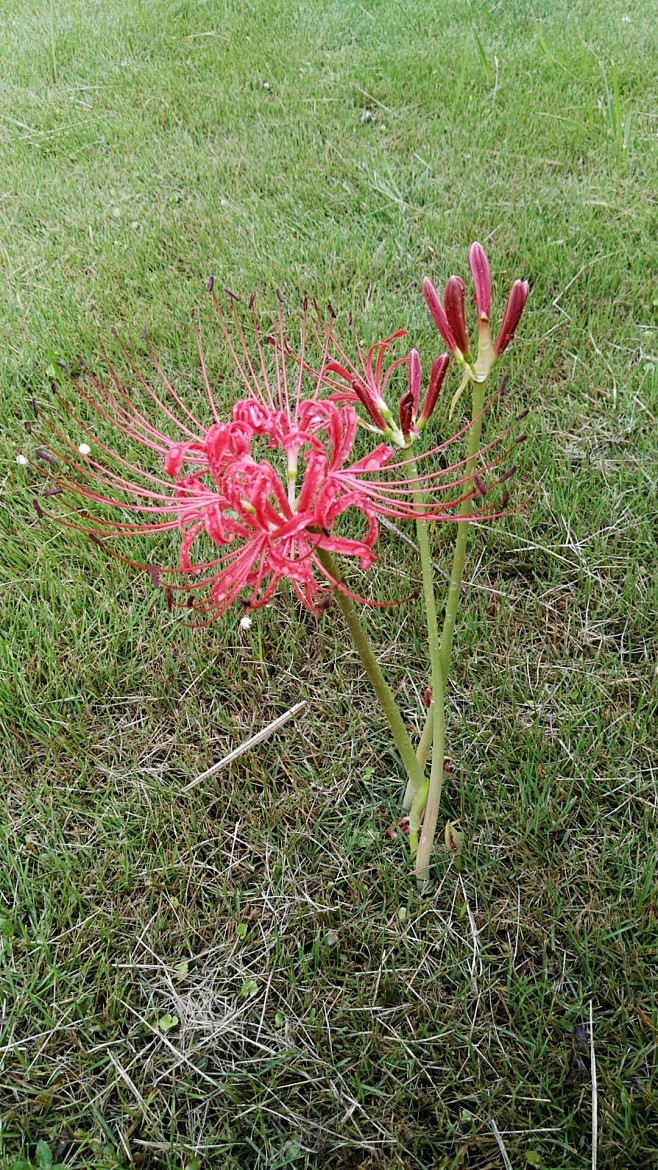 雨中的彼岸花