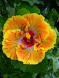 Hibiscus 'Firey Furnace'